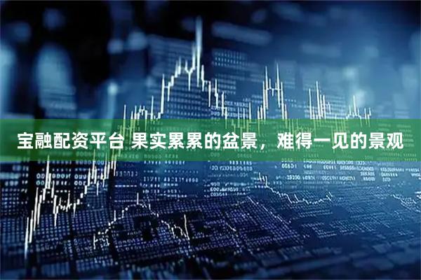 宝融配资平台 果实累累的盆景，难得一见的景观